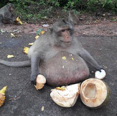 猴子吃瓜文案视频,趣味横生的自然奇观
