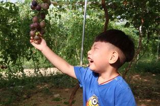 宝妈吃瓜视频,揭秘育儿圈热门话题背后的真相