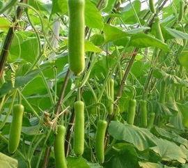 瓠瓜能放到冬天吃吗视频,冬日餐桌上的美味延续