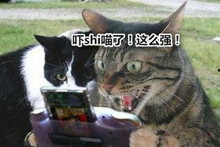 吃瓜群众搞笑动物视频,笑料横生！吃瓜群众捕捉搞笑动物瞬间