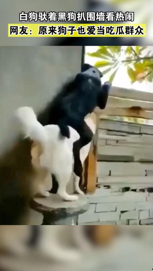 吃瓜的狗原视频,萌宠界的“吃瓜群众”