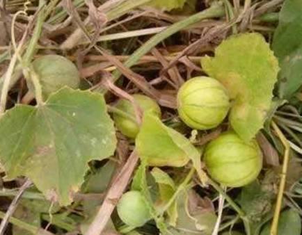 吃马泡瓜小视频下载,短视频带你领略瓜果魅力