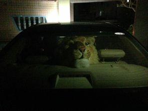 肇庆本田吃瓜事件视频,一场网络热议的真相揭秘