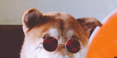 狗哥吃瓜事件真相视频,揭秘背后真相与争议