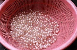 西米瓜怎么吃才好吃视频,视频教你轻松享美味