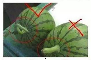 镇平吃瓜群视频大全,揭秘视频大全中的趣味瞬间