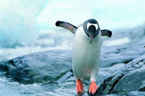 吃瓜企鹅视频大全下载