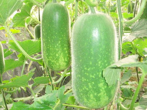 米东吃瓜最新事件视频,揭秘最新事件背后的真相与争议